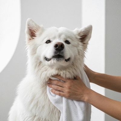 Happy dog being towel-dried after a bath
