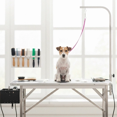 Clean and organized pet grooming station with a groomed dog on a table